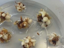 Dümmen Orange en IribovSBW realiseren doorbraak vermeerdering tulpenbollen