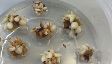 Dümmen Orange en IribovSBW realiseren doorbraak vermeerdering tulpenbollen