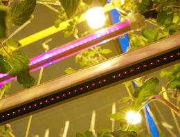 Lang niet alles bekend over toevoegen verrood licht aan spectrum