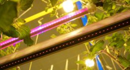 Lang niet alles bekend over toevoegen verrood licht aan spectrum