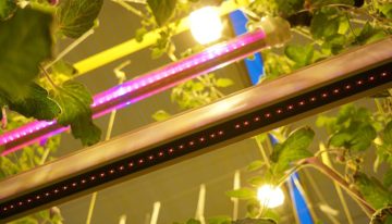 Lang niet alles bekend over toevoegen verrood licht aan spectrum