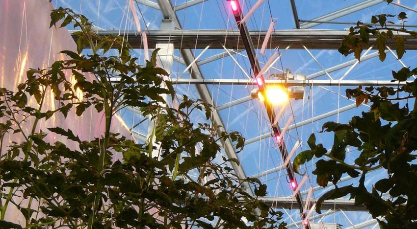 Windenergie lijkt meest perspectiefvol voor belichtende telers
