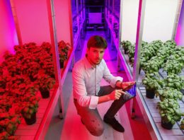 Bedrijfsspecifiek LED-lichtrecept dankzij eigen teeltonderzoek