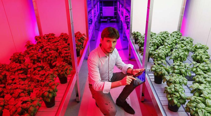 Bedrijfsspecifiek LED-lichtrecept dankzij eigen teeltonderzoek