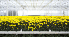 Areaal glasgroenten en sierteelt onder glas in Nederland gegroeid
