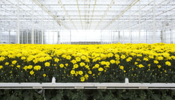Areaal glasgroenten en sierteelt onder glas in Nederland gegroeid