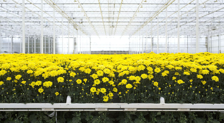Areaal glasgroenten en sierteelt onder glas in Nederland gegroeid