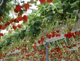 Duurzaam en competitief teeltsysteem voor aardbei