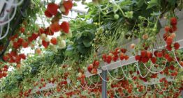 Duurzaam en competitief teeltsysteem voor aardbei