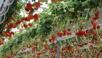 Duurzaam en competitief teeltsysteem voor aardbei