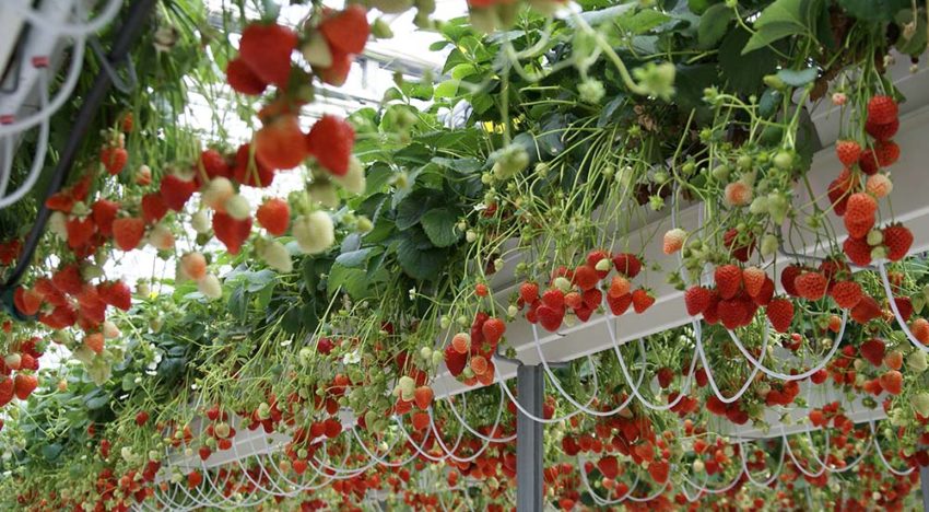 Duurzaam en competitief teeltsysteem voor aardbei