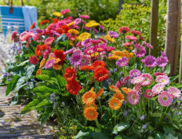 Florist Holland en HilverdaKooij gaan fuseren