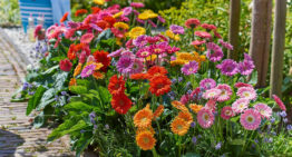 Florist Holland en HilverdaKooij gaan fuseren