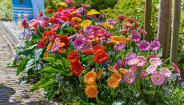 Florist Holland en HilverdaKooij gaan fuseren