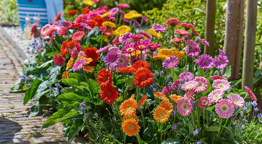Florist Holland en HilverdaKooij gaan fuseren Florist Holland en HilverdaKooij gaan fuseren