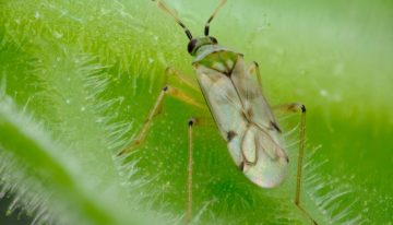 Invasieve roofwants bezorgt tomatentelers kopzorgen