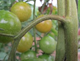 Snellere detectie tomatengalmijt dankzij speciale microscopen en camera’s