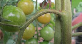 Snellere detectie tomatengalmijt dankzij speciale microscopen en camera’s