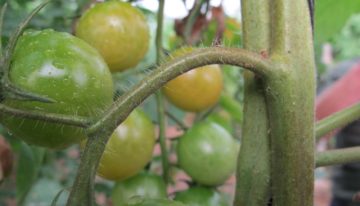 Snellere detectie tomatengalmijt dankzij speciale microscopen en camera’s