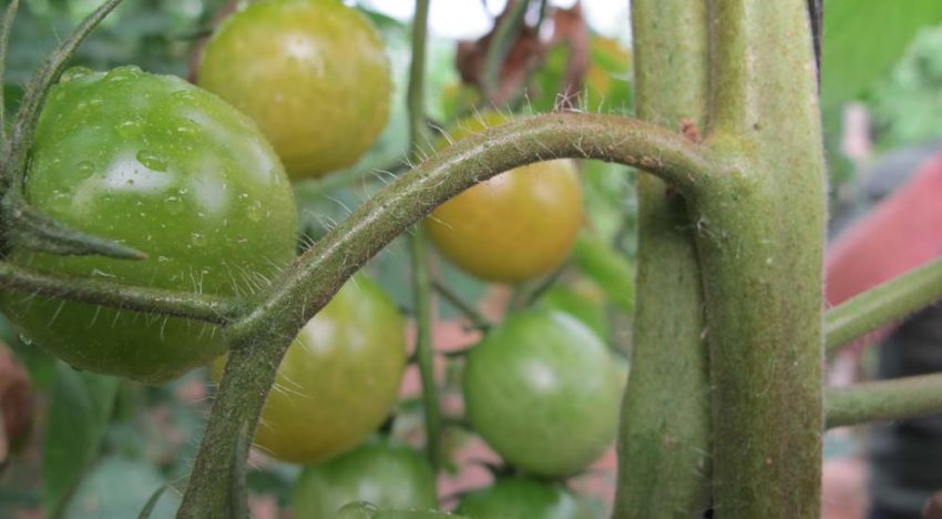 Snellere detectie tomatengalmijt dankzij speciale microscopen en camera’s