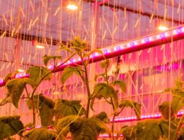 Op zoek naar ‘De Groenste komkommer’