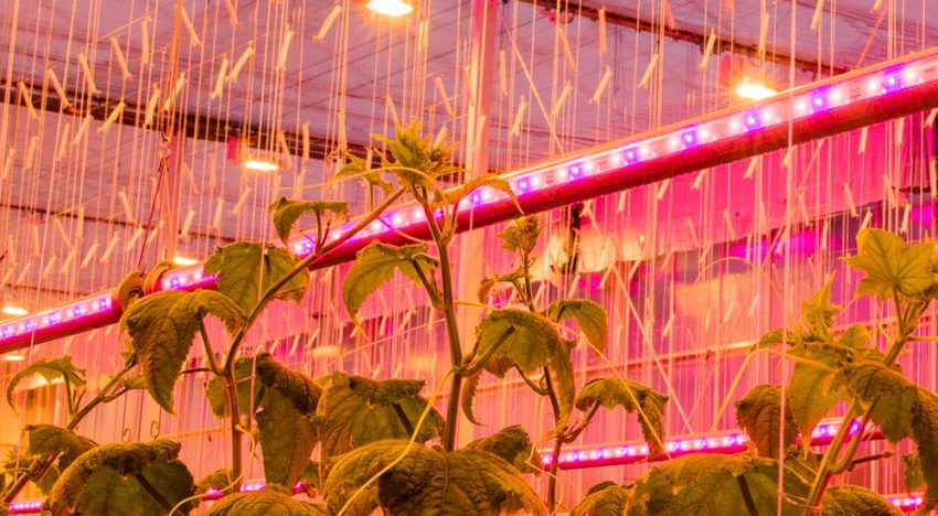Op zoek naar ‘De Groenste komkommer’ Op zoek naar ‘De Groenste komkommer’