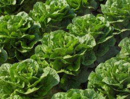 Hogere slaproductie door toevoeging van verrood licht