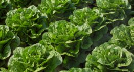 Hogere slaproductie door toevoeging van verrood licht