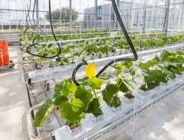 Autonomous Greenhouses Challenge van start in kassen Wageningen University & Research