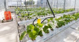 Autonomous Greenhouses Challenge van start in kassen Wageningen University & Research