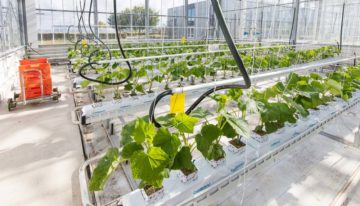 Autonomous Greenhouses Challenge van start in kassen Wageningen University & Research