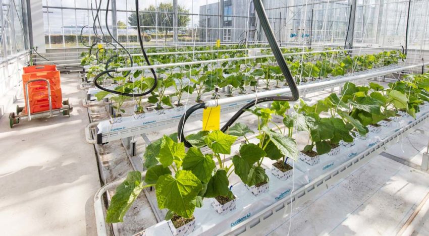 Autonomous Greenhouses Challenge van start in kassen Wageningen University & Research Autonomous Greenhouses Challenge van start in kassen Wageningen University & Research