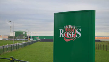 Van den Berg RoseS en Van der Drift Roses starten commerciële samenwerking