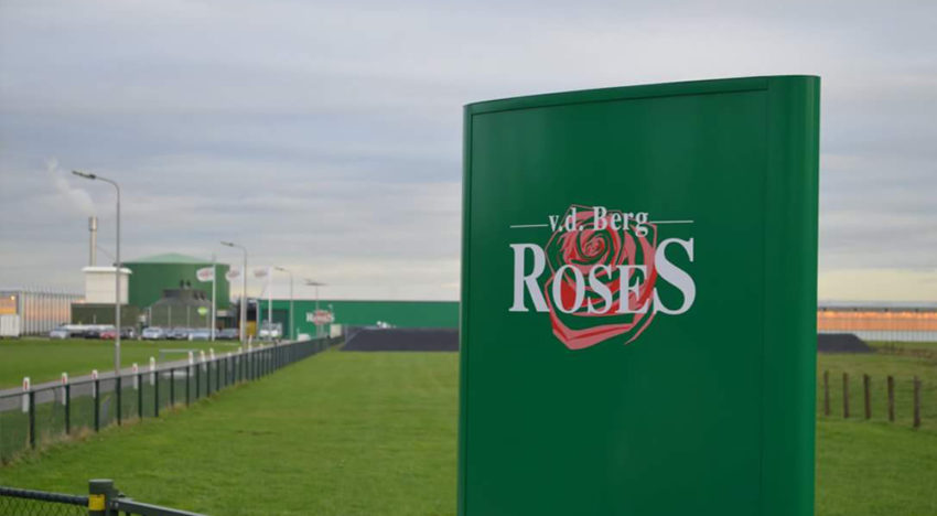 Van den Berg RoseS en Van der Drift Roses starten commerciële samenwerking