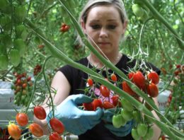 Teler geeft zes miljoen snacktomaten weg in strijd tegen voedselverspilling