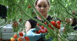 Teler geeft zes miljoen snacktomaten weg in strijd tegen voedselverspilling