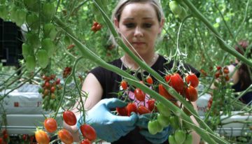 Teler geeft zes miljoen snacktomaten weg in strijd tegen voedselverspilling