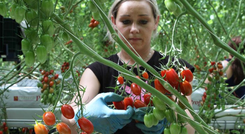 Teler geeft zes miljoen snacktomaten weg in strijd tegen voedselverspilling