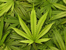 Delphy verdiept zich in teelt cannabis