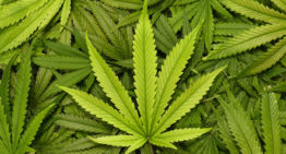 Delphy verdiept zich in teelt cannabis