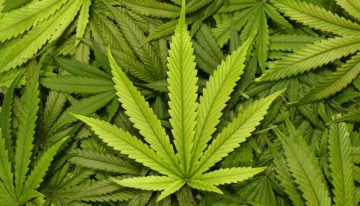 Delphy verdiept zich in teelt cannabis