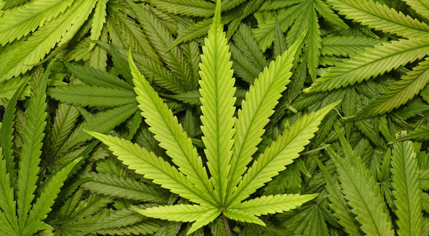 Delphy verdiept zich in teelt cannabis