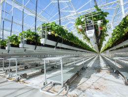 Grootste aardbeienkas van Nederland in recordtijd gerealiseerd