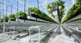 Grootste aardbeienkas van Nederland in recordtijd gerealiseerd