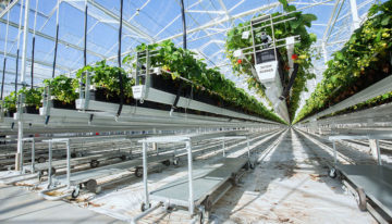Grootste aardbeienkas van Nederland in recordtijd gerealiseerd