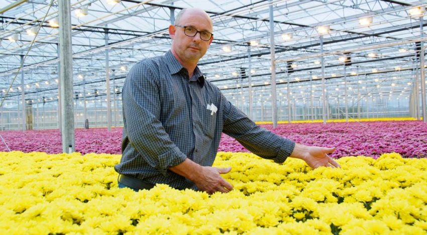 Chrysantenteler Theo Dirkx: “Veel vraag uit Polen, Oekraïne en Rusland”