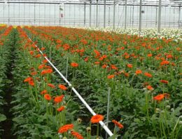 Kennis van bemesting gerbera heeft update nodig
