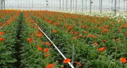 Kennis van bemesting gerbera heeft update nodig