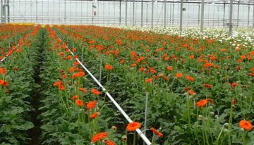 Kennis van bemesting gerbera heeft update nodig