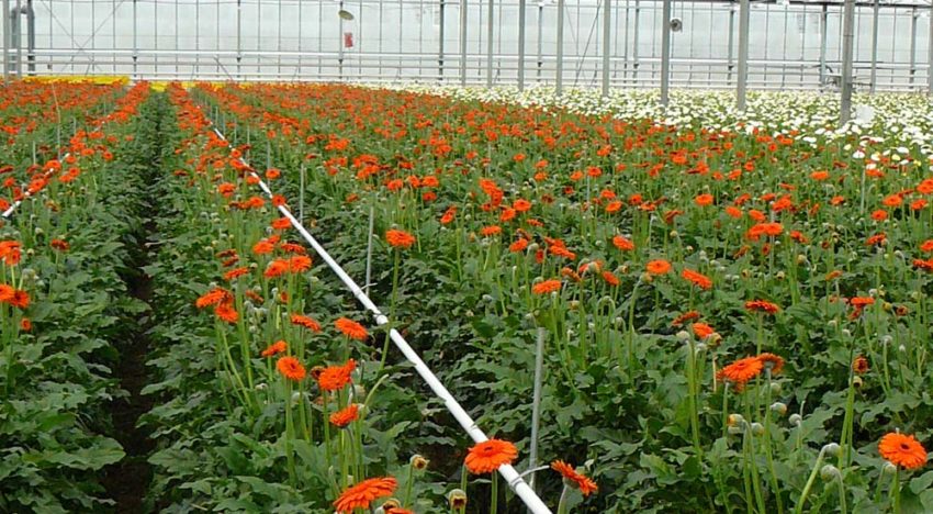 Kennis van bemesting gerbera heeft update nodig